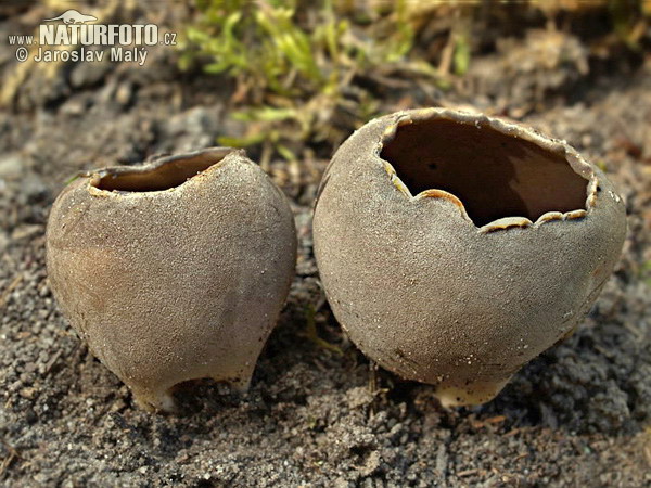 Sooty Cup Mushroom (Helvella leucomelaena)