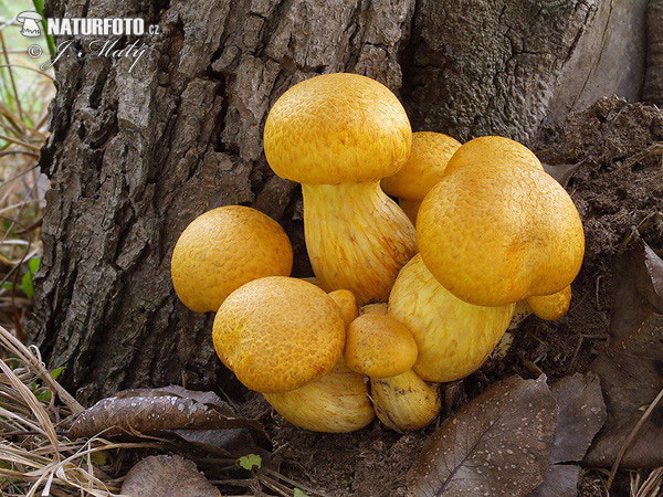 Spectacular Rustgill Mushroom (Gymnopilus junonius)