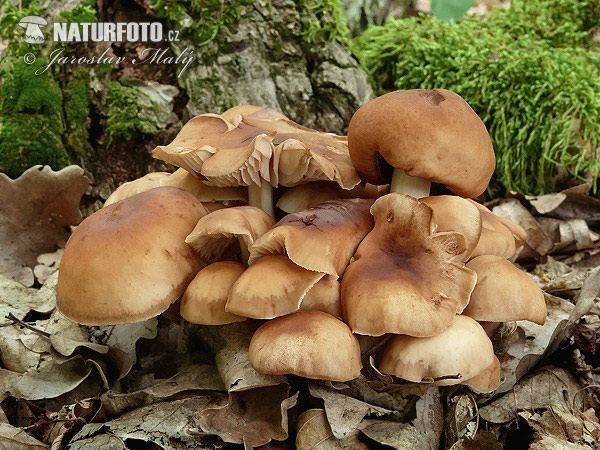 Spindle Shank Mushroom (Gymnopus fusipes)