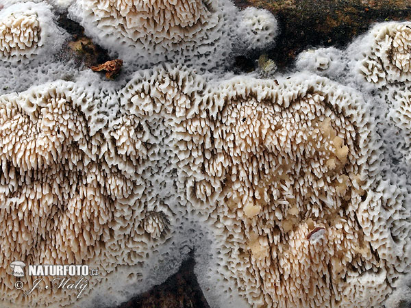 Split Porecrust Mushroom (Schizopora paradoxa)