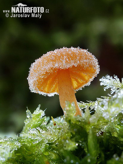 Sponge Mushroom (Fungi)