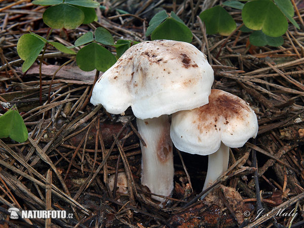 Spotted Toughshank Mushroom (Penizovka skvrnita - Rhodocollybia maculata)