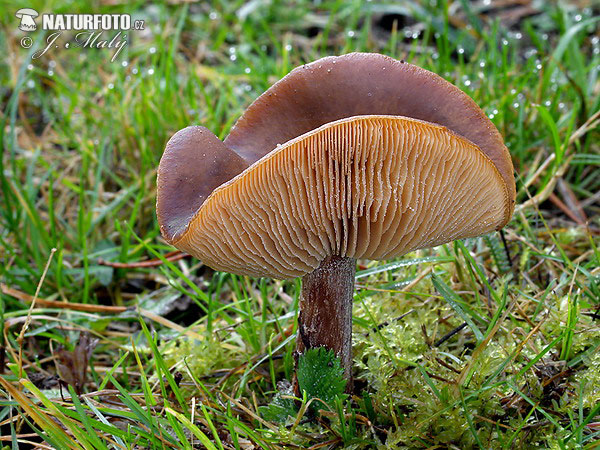 Spring Cavalier Mushroom (Melanoleuca cognata var. cognata)