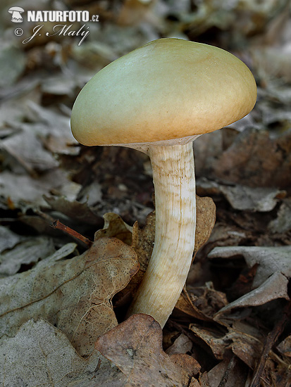 Spring Field-cap Mushroom (Agrocybe praecox)