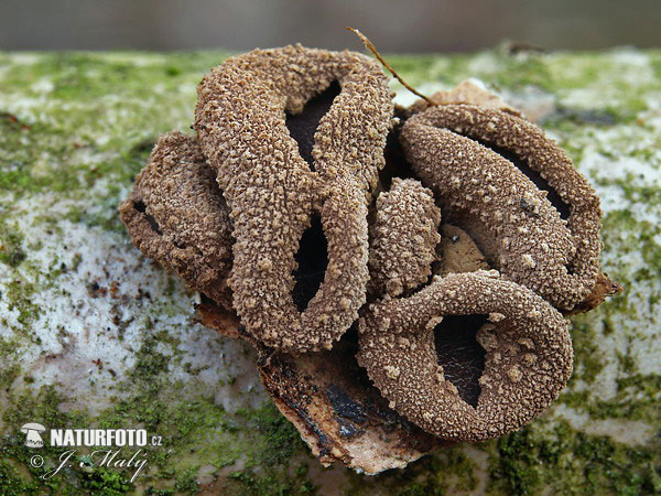 Spring Hazelcup Mushroom (Encoelia furfuracea)