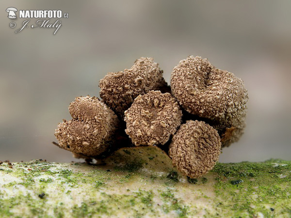Spring Hazelcup Mushroom (Encoelia furfuracea)