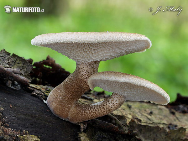 Spring Polypore Mushroom (Polyporus arcularius)