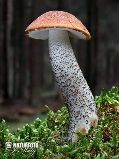 Spruce bolete Mushroom (Leccinum piceinum)