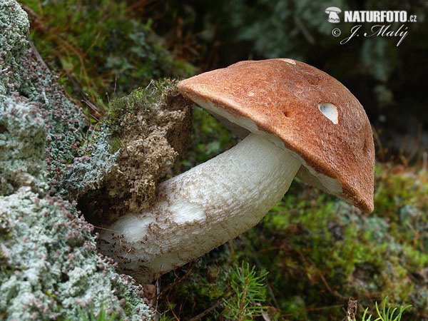 Spruce bolete Mushroom (Leccinum piceinum)
