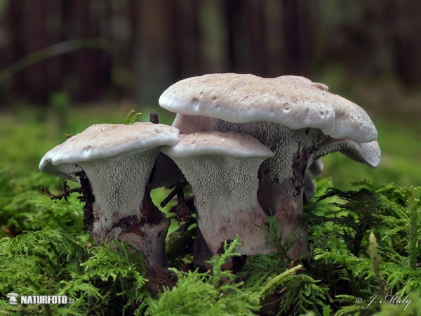 Spruce Tooth Mushroom (Bankera violascens)