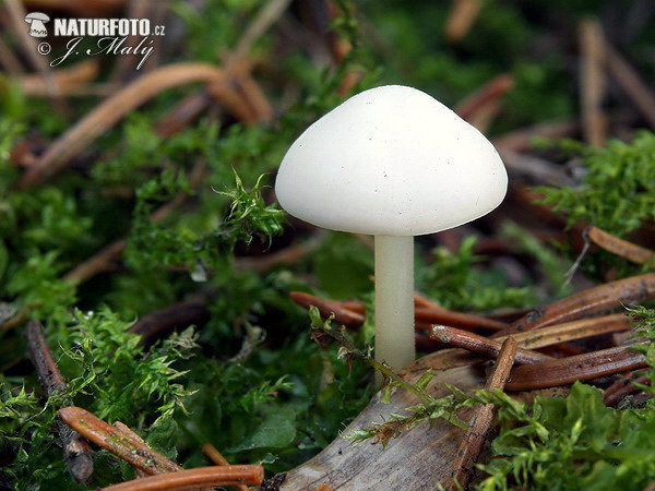 Sprucecone Cap Mushroom (Strobilurus esculentus)