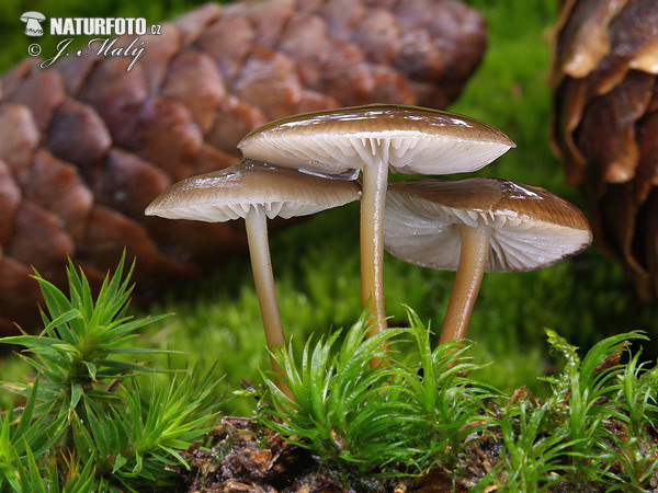 Sprucecone Cap Mushroom (Strobilurus esculentus)