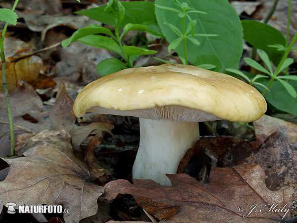 St. George's mushroom Mushroom (Calocybe gambosa)