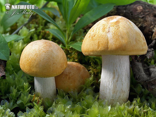 St. George's mushroom Mushroom (Calocybe gambosa)
