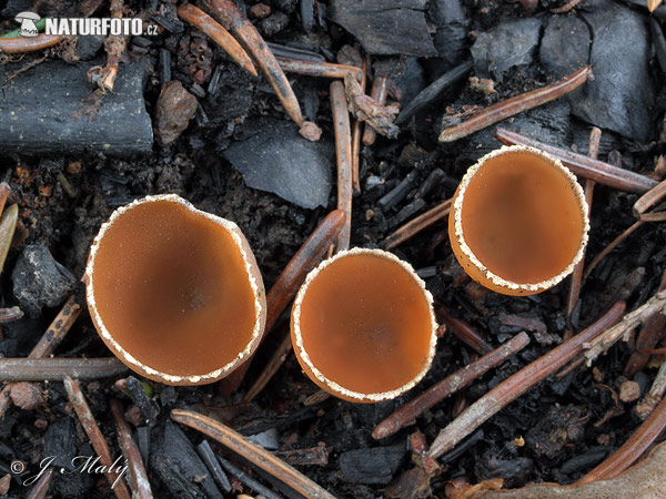 Stalked Bonfire Cup Mushroom (Geopyxis carbonaria)