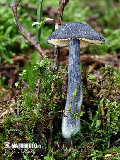 Steel-Blue Pinkgill Mushroom (Entoloma nitida)
