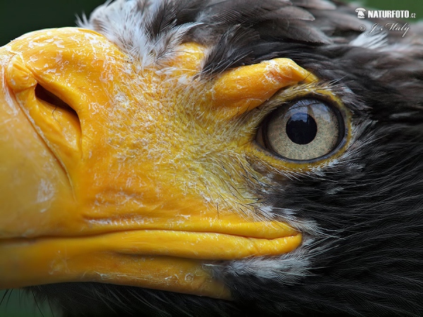 Steller´s Sea Eagle (Haliaeetus pelagicus)