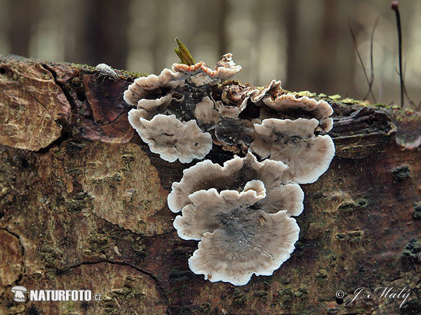 Stereum sanguinolentum