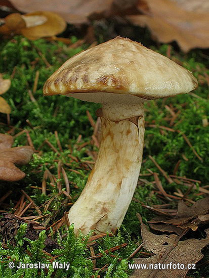 Sticky Bolete Mushroom (Suillus viscidus)
