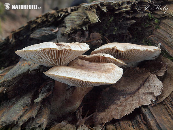 Sticky Sawgill Mushroom (Neolentinus adhaerens)