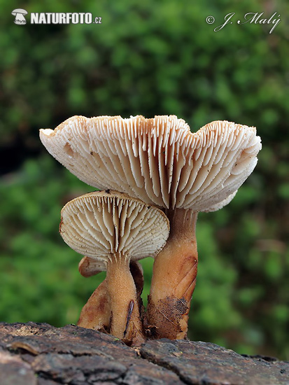 Sticky Sawgill Mushroom (Neolentinus adhaerens)