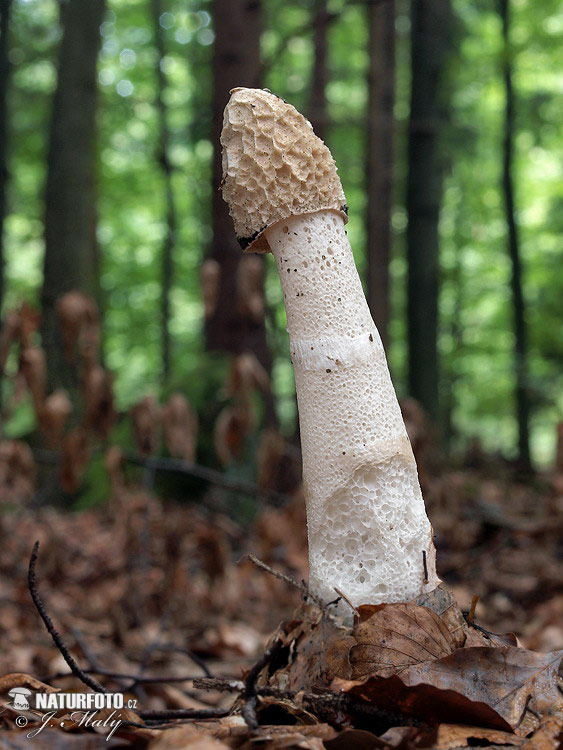 Stinkhorn Mushroom (Phallus impudicus)