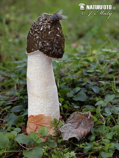 Stinkhorn Mushroom (Phallus impudicus)