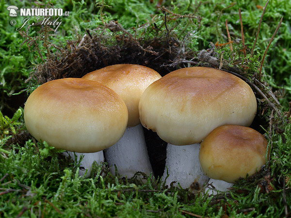Stinking Brittlegill Mushroom (Russula foetens)