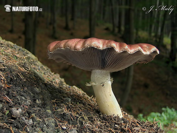 strophaire à anneau rugueux