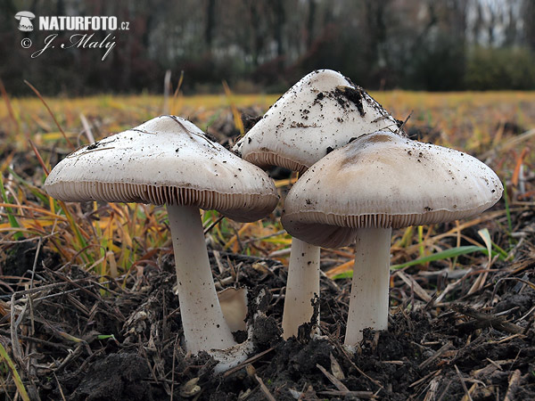 Stubble Rosegill Mushroom (Volvariella gloiocephala)