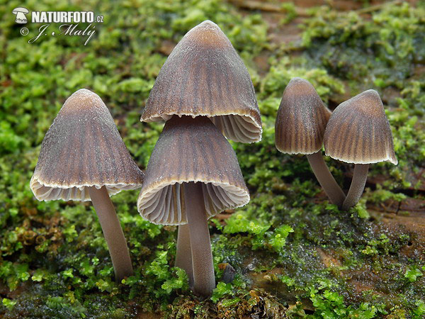 Stump Bell Cap Mushroom (Mycena stipata)