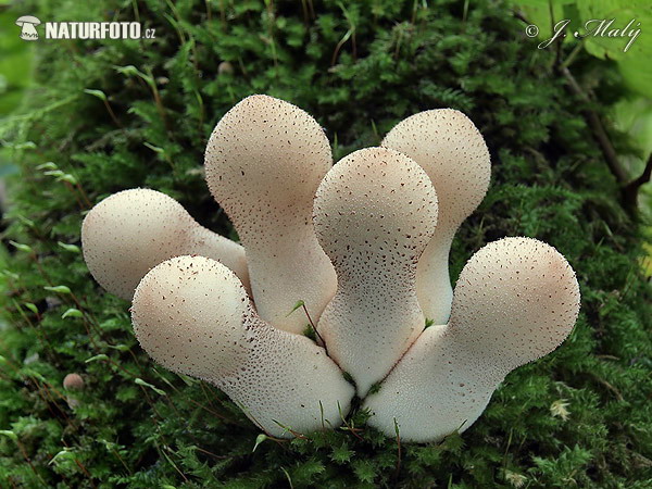 Stump Puffball Mushroom (Lycoperdon pyriforme)