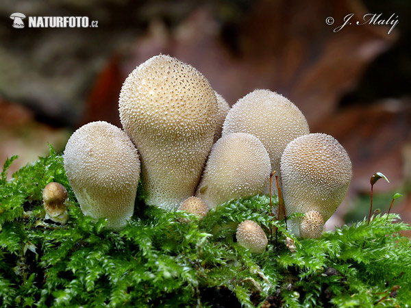 Stump Puffball Mushroom (Lycoperdon pyriforme)