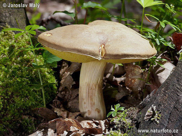 Suede Bolete Mushroom (Boletus subtomentosus)