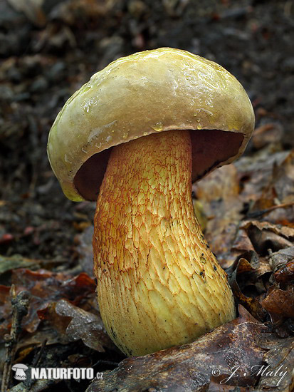 Suillellus luridus