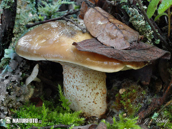 Suillus bellinii Mushroom (Suillus bellinii)