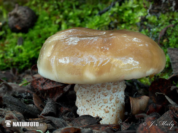 Suillus bellinii