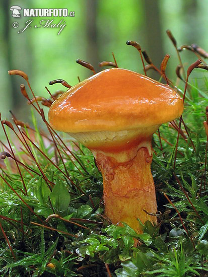 Suillus grevillei