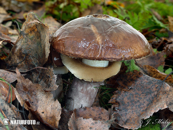 Suillus luteus Pictures, Slippery Jack Images, Nature Wildlife Photos