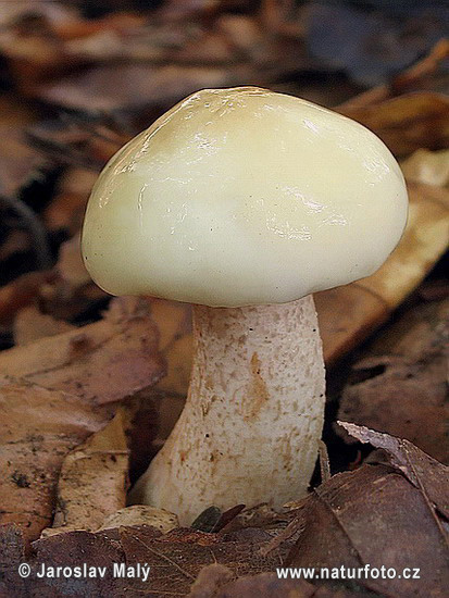 Suillus placidus Mushroom (Suillus placidus)