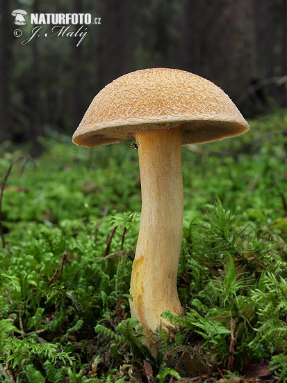 Suillus variegatus