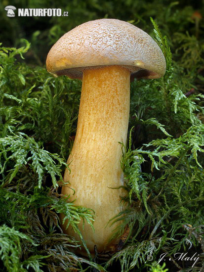 Suillus variegatus