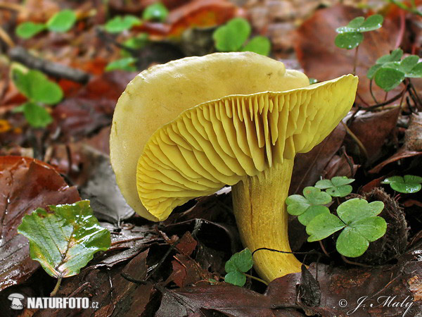 Sulphur Knight Mushroom (Tricholoma sulphureum)