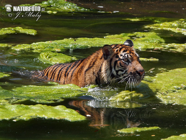 Sumatra kaplanı