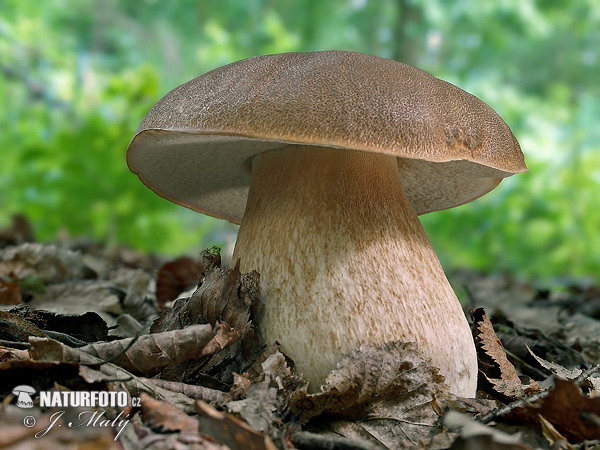 Summer Bolete Mushroom (Boletus reticulatus)