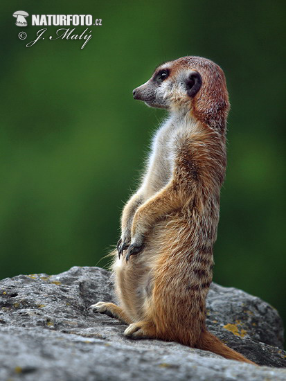 Suricate