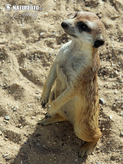 Suricate