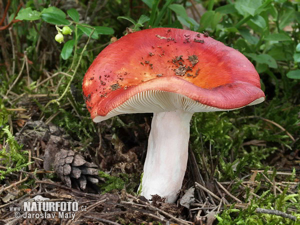 Tall Russule Mushroom (Russula paludosa)