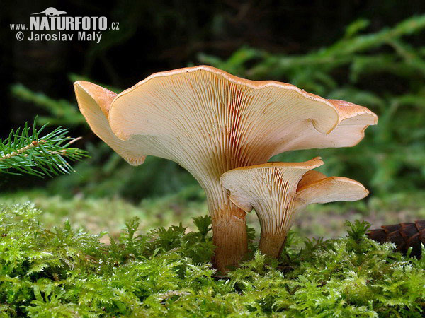 Tawny Funnel Cap Mushroom (Lepista flaccida)