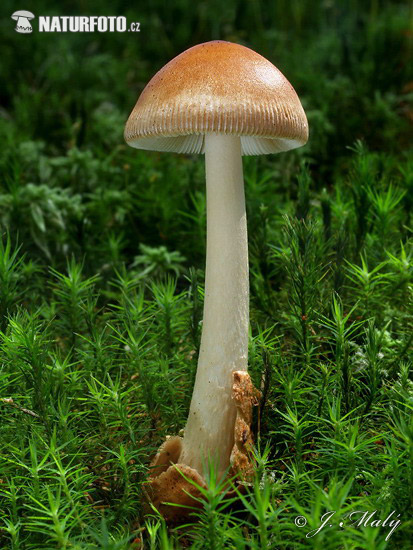 Tawny Grisette Mushroom (Amanita fulva)